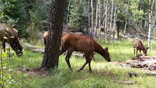 Skunk vs Deer Fight amp Big Bull Herding new Natural Wild Action The Rocky Mountain Elk amp Deer Watch [upl. by Aileda]