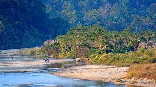 Gorumara National Park  Medhla Watch Tower  Kalipur  Ramsai [upl. by Cini]