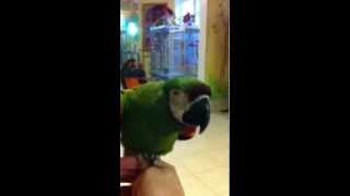 Liu the severe macaw talking at the Wilson Parrot Foundation 4 [upl. by Margherita]