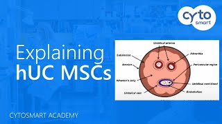 Human Umbilical Cord Mesenchymal Stem Cells hUC MSCs explained  CytoSMART Academy [upl. by Haet]