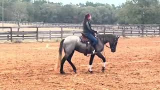 Western Dressage Freestyle Introductory level [upl. by Ninetta]