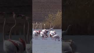 Flamingo Frenzy Watch These Dancing Birds Move Like Never Before 🦩 shorts [upl. by Faria]