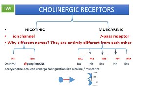 CHOLINERGIC PHARMACOLOGY OVERVIEW PART 1 SYNTHESIS OF ACH [upl. by Eissed154]