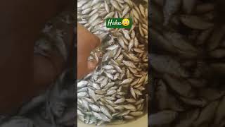 😳Hakushortvideo shortviral smallfishcurry fish shaku1269 [upl. by Eart]