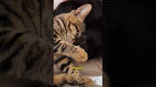 Why Cats Sleep Up to 16 Hours a Day [upl. by Quill]