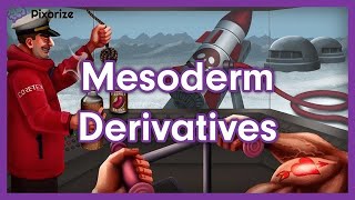 Mesoderm Derivatives MCAT Mnemonic Preview [upl. by Hadik]