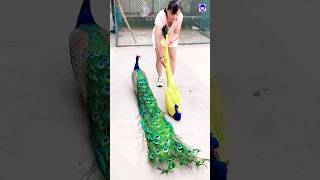 Peacock transport easy peacock shorts bdsports love song bollywood hindisong [upl. by Merrow606]