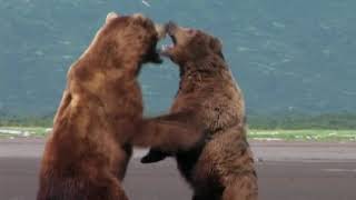 Grizzly man GRIZZLY FIGHT SCENE HD [upl. by Nayk]