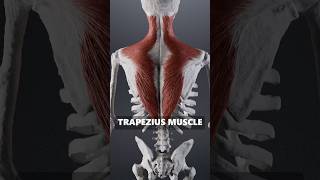 Trapezius Muscle Anatomy What You Need to Know anatomy [upl. by Elatia]