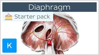 Diaphragm  Definition Function Muscle amp Anatomy  Kenhub [upl. by Trevorr988]