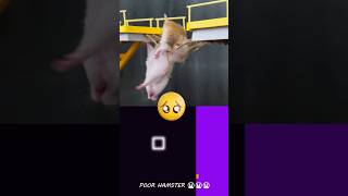 Saddest Story of Hamster in the Squid Game 😭😭💔  Hamsterious  Bouncing Square squidgame [upl. by Nitreb]