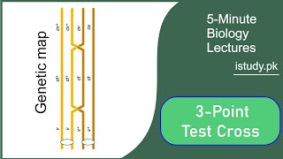 Three point testcross Urdu hindi [upl. by Eki]