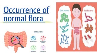 Occurrence of normal flora [upl. by Oryaj39]