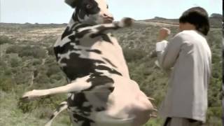 The Funny Man vs Cow Fight HQ [upl. by Eicrad]