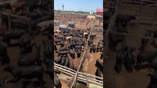 Worlds largest cattle auction [upl. by Ynaoj]