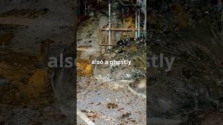 Chernobyl Elephants Foot Amazing Details chernobyl history chernobyldisaster short viral [upl. by Floridia]