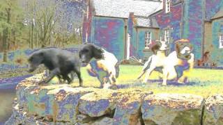 Fieldsports Britain  Drumlanrig Castle dogs  pigeons rabbits and deer episode 65 [upl. by Esma699]