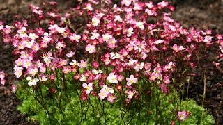 Best Perennials for Sun  Saxifraga Triumph Arends Saxifrage [upl. by Kraft]