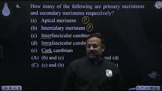 How many of the following are primary meristems and secondary meristems respectively a amp [upl. by Eadrahc]