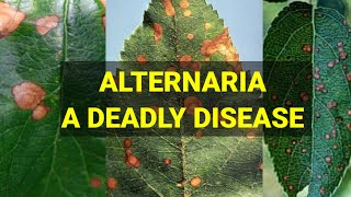 ALTERNARIA A DEADLY DISEASE APPLE [upl. by Kronick349]