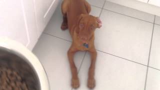 14 week old Hungarian Vizsla puppy training sit down wait get [upl. by Kcirdde]