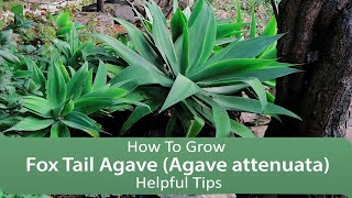 How To Grow Fox Tail Agave Agave attenuata  Helpful Tips [upl. by Adnilam758]