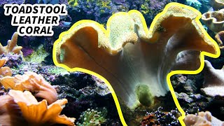 Toadstool Leather Coral Facts MUSHROOM CORAL 🍄 Animal Fact Files [upl. by Torrey]