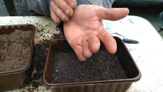 How to grow antirrhinum snap dragons from seed in a pot with drainage holes [upl. by Sonaj630]