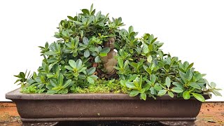 Growing Bonsai to Fit Larger Bonsai Pots When and Why It Matters [upl. by Alinna129]