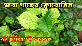 জবা গাছের পাতা হলুদ হলে কী করণীয়  Yellow leaves in hibiscus plant [upl. by Elgna]