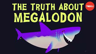 Why did Megalodon go extinct  Jack Cooper and Catalina Pimiento [upl. by Torto]