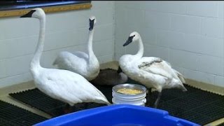 Why Are More Trumpeter Swans Getting Shot [upl. by Cousin]