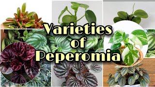 TOP Peperomia Plant Identification  PeperomiaIdentification [upl. by Aleibarg133]