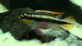 Pelvicachromis pulcher amp taeniatus HD movie 01  Rainbow amp Slender Krib [upl. by Ahsaela]