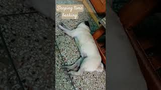 dog barking sounds to make your dog bark  dogsleeping dogbark pug [upl. by Llednek]