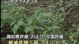 科学映像館 Red Data Plants （Cynanchum yamanakaeヤマワキオゴケ [upl. by Dill]