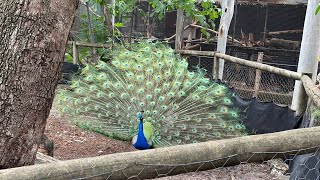 Ranger Red’s Zoo in Pinjarra Western Australia [upl. by Rowan]