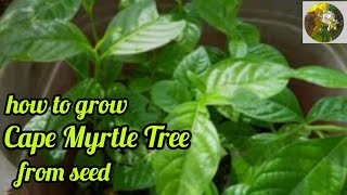 how to grow Cape Myrtle Trees from seed  starting seedscapemyrtlelailarahmansgardeningCapeMYrtle [upl. by Rihsab]