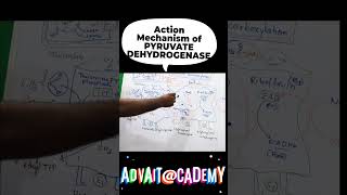 Mechanism of action of pyruvate dehydrogenase complex [upl. by Beck]