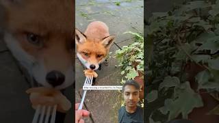 Bimar cute Fox 🦊  shorts animals foxs cute foxrescue love fox wildlife ytshorts pets yt [upl. by Assilem712]