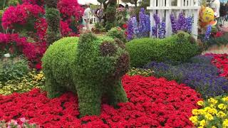 Hongkong Flower Show Part 2 [upl. by Ruperto]