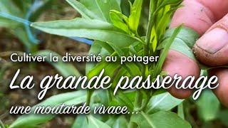 Cultiver la diversité avec la moutarde vivace [upl. by Adore]