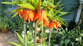 Fritillaria imperialis Rubra [upl. by Chloe]