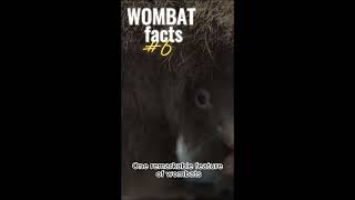 Wombat 10 Interesting facts [upl. by Haggerty]