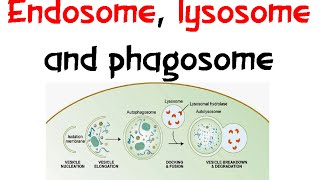 Endosome Lysozome and phagosome [upl. by Sallie989]