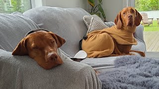 Vizsla fun packed weekend  Part 2 [upl. by Trebma]