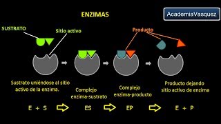 Enzimas Estructura Características y Funciones [upl. by Canning66]