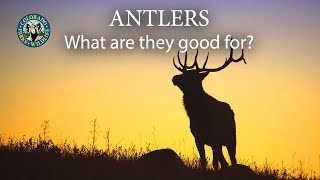 Antlers What are they good for [upl. by Tegirb]