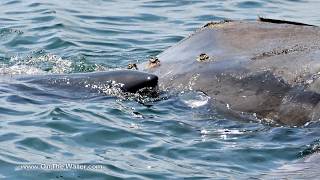 Great White Shark Eats Dead Right Whale off Cape Cod [upl. by Trebleht]