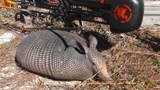 Bowhunting Small Game Armadillo Taken With The G5 SGH [upl. by Malliw]